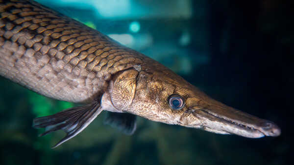 Closeup of alligator gar head with characteristic long snout and thick scales on exhibit at Cal Academy