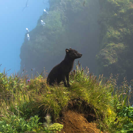 BigPicture finalist A Moment In The Sun by Kathleen Borshanian shows an Arctic fox pup sitting on a lush cliffside in Alaska