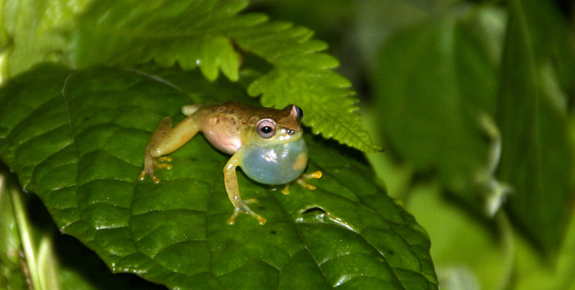 Hyperolius endjami reed frog with an inflated throat sac. Photo by Patrick McLaughlin