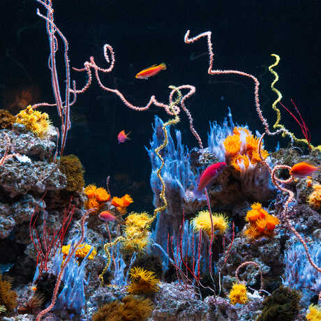Vibrantly colored corals and fish contrast with a dark background in a large tank within the Twilight Zone exhibit at Cal Academy